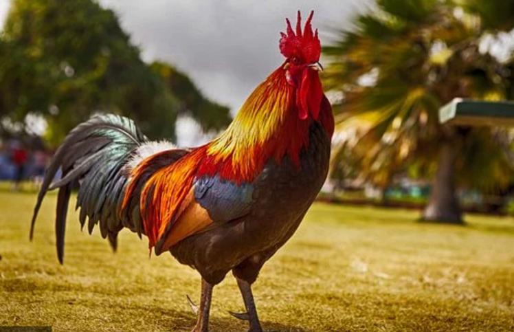 Ya los gallos de Cuba no cantan