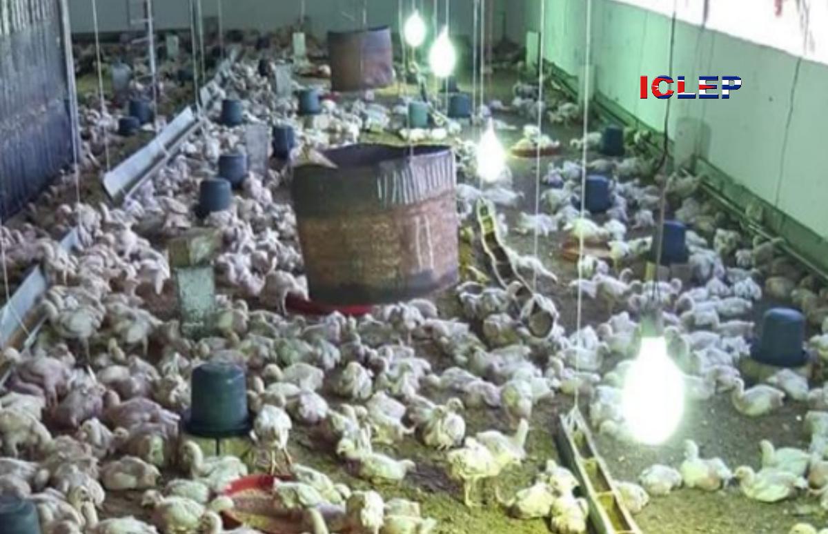 Régimen multó a productor avícola por vender sus productos al pueblo