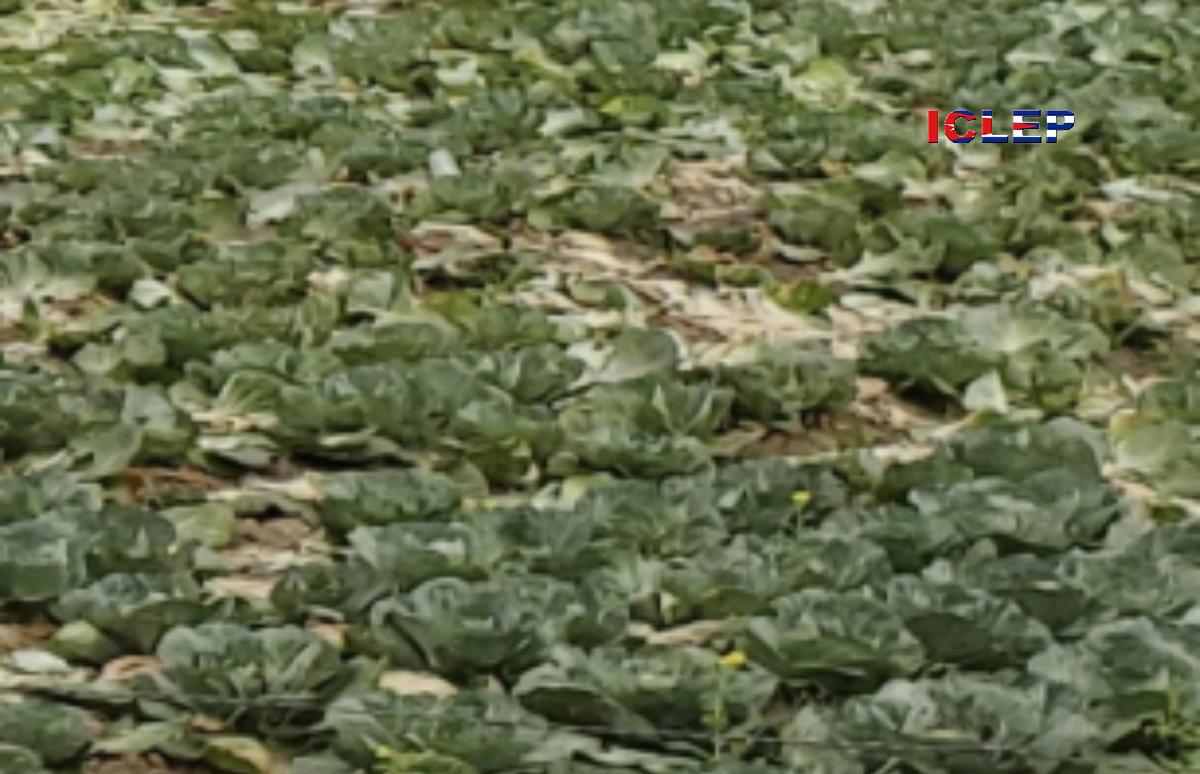 Quintales de coles perdidas: único culpable el régimen