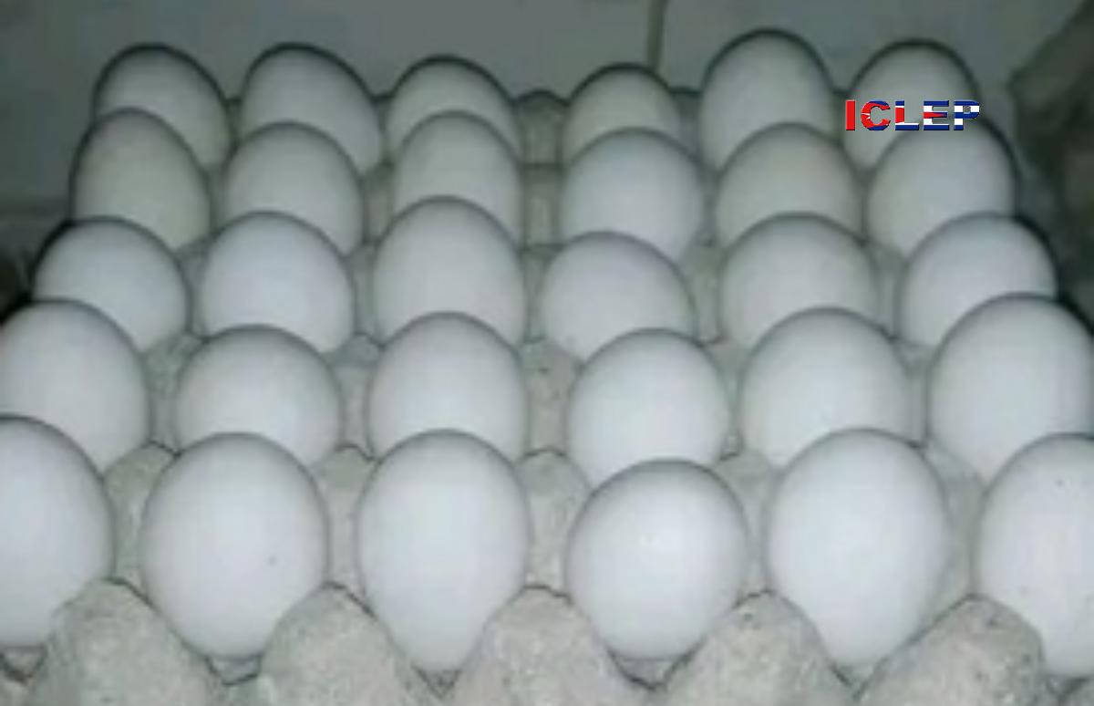 Cenar huevos en Cuba: lo que antes era deshonra hoy es un lujo