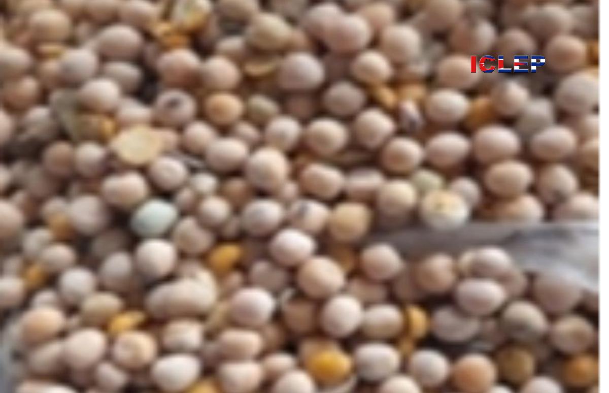 Venden chícharos en mal estado en bodega La Legal