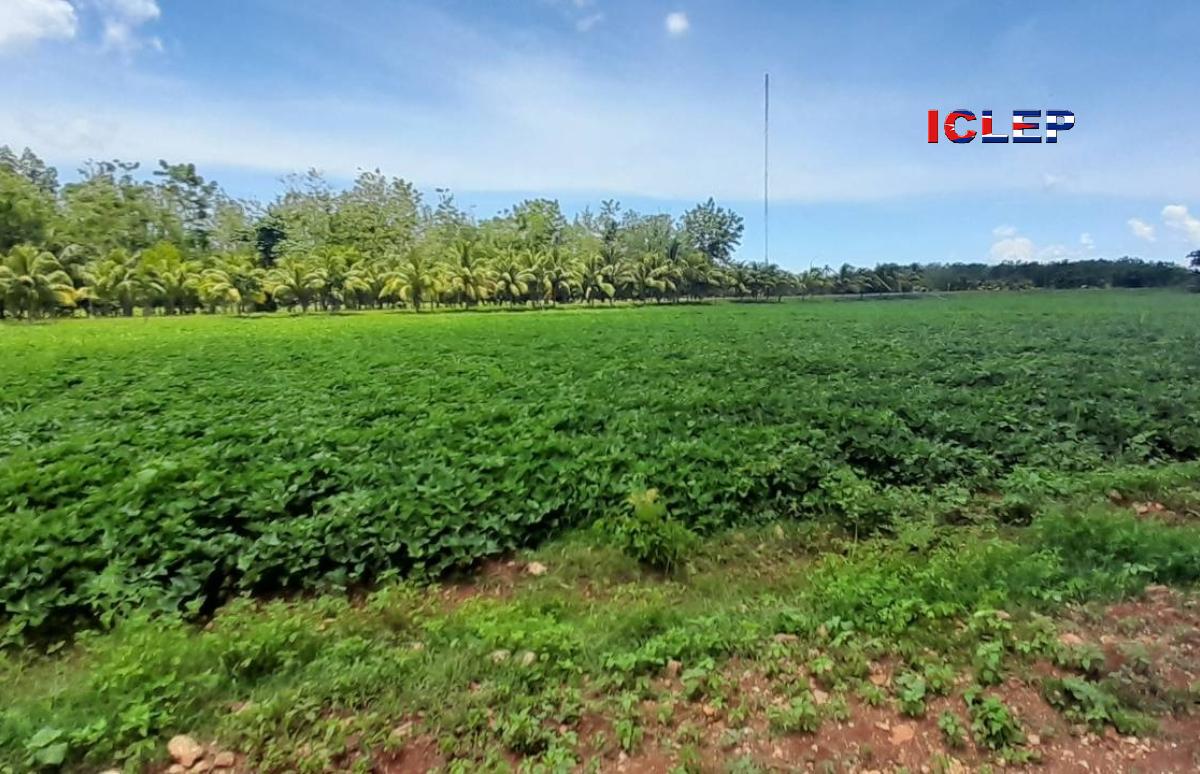 Cuba, no hay comida sin cambiar la agricultura