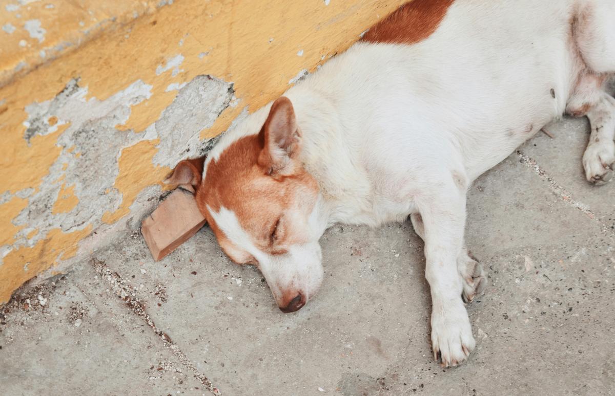 Se incrementan los animales afectivos abandonados en las calles