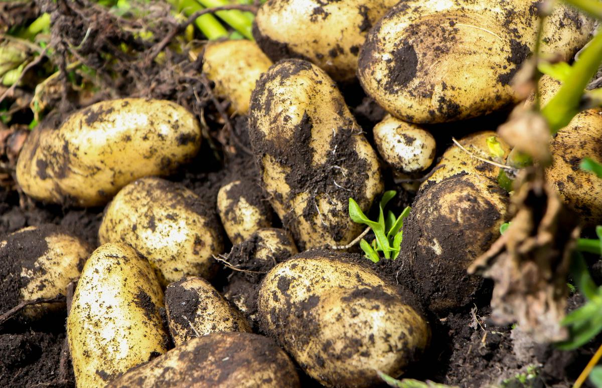 ¿Papas incomibles? Santaclareños denuncian la mala calidad del producto