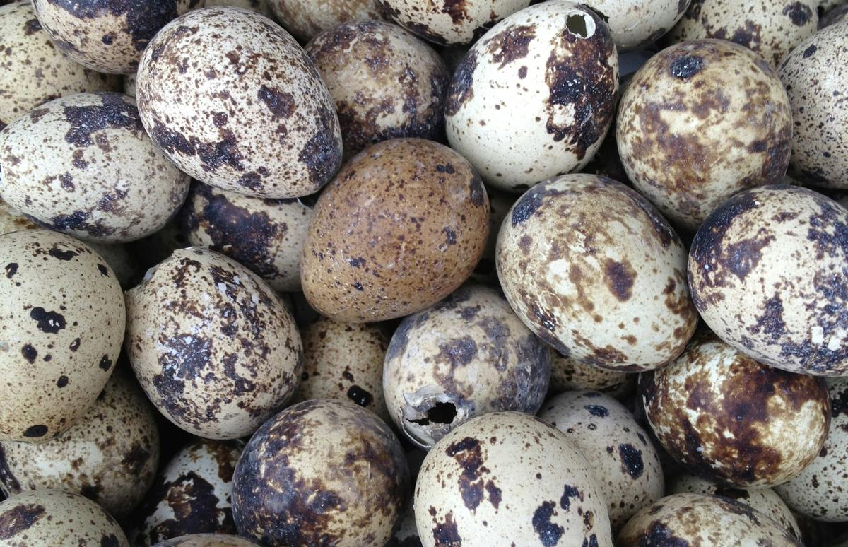 Régimen envía a gestantes huevos de codorniz en remplazo de carne de res