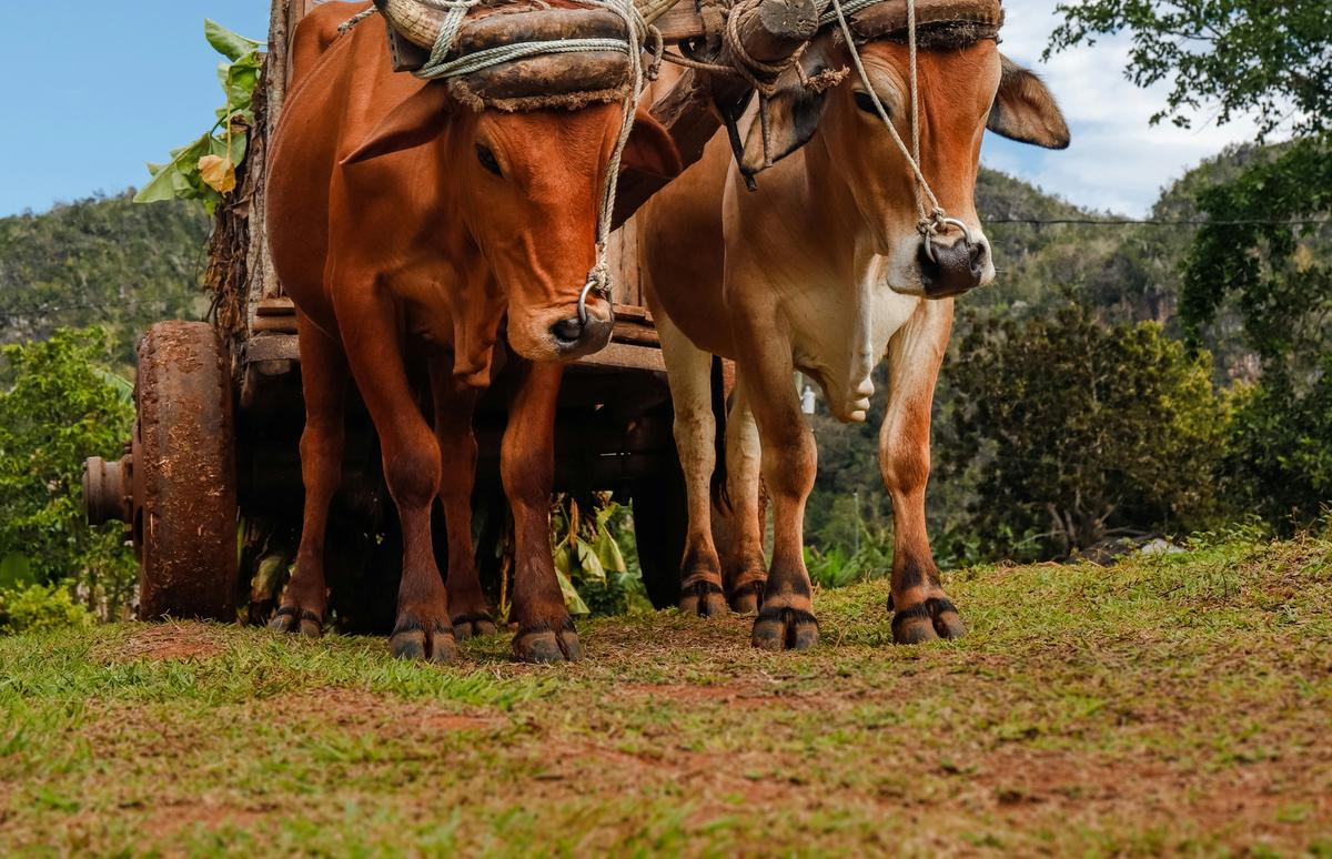 Hambre en Artemisa empodera a matarifes de vaca