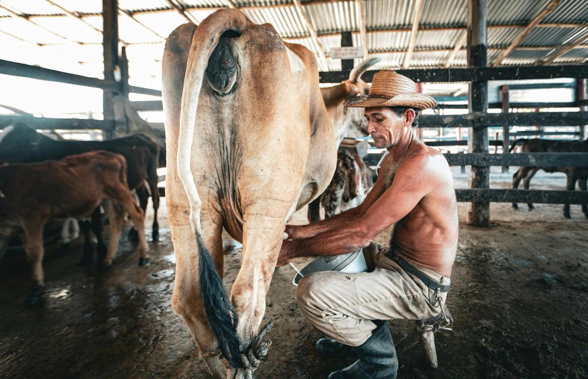 Leche normada en Sancti Spíritus: Empresa Láctea no cumple con los horarios de entrega
