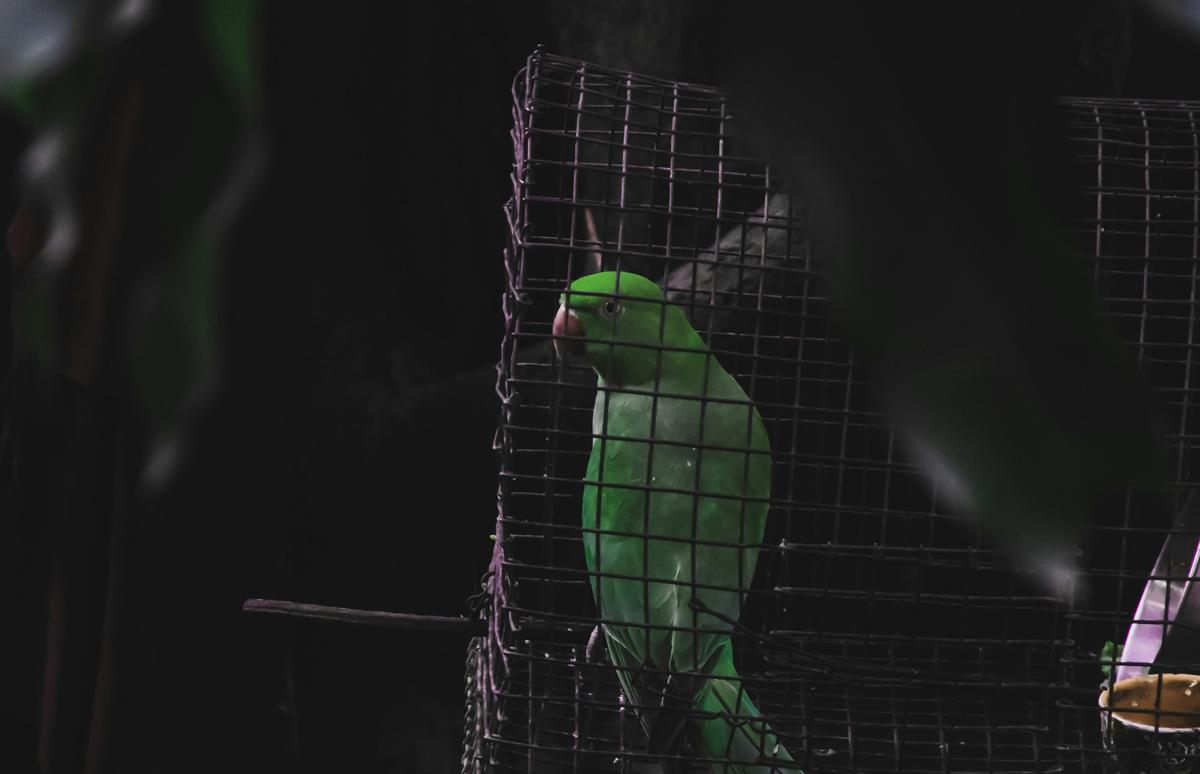 Toman fuerza casos de maltrato animal en la capital cubana