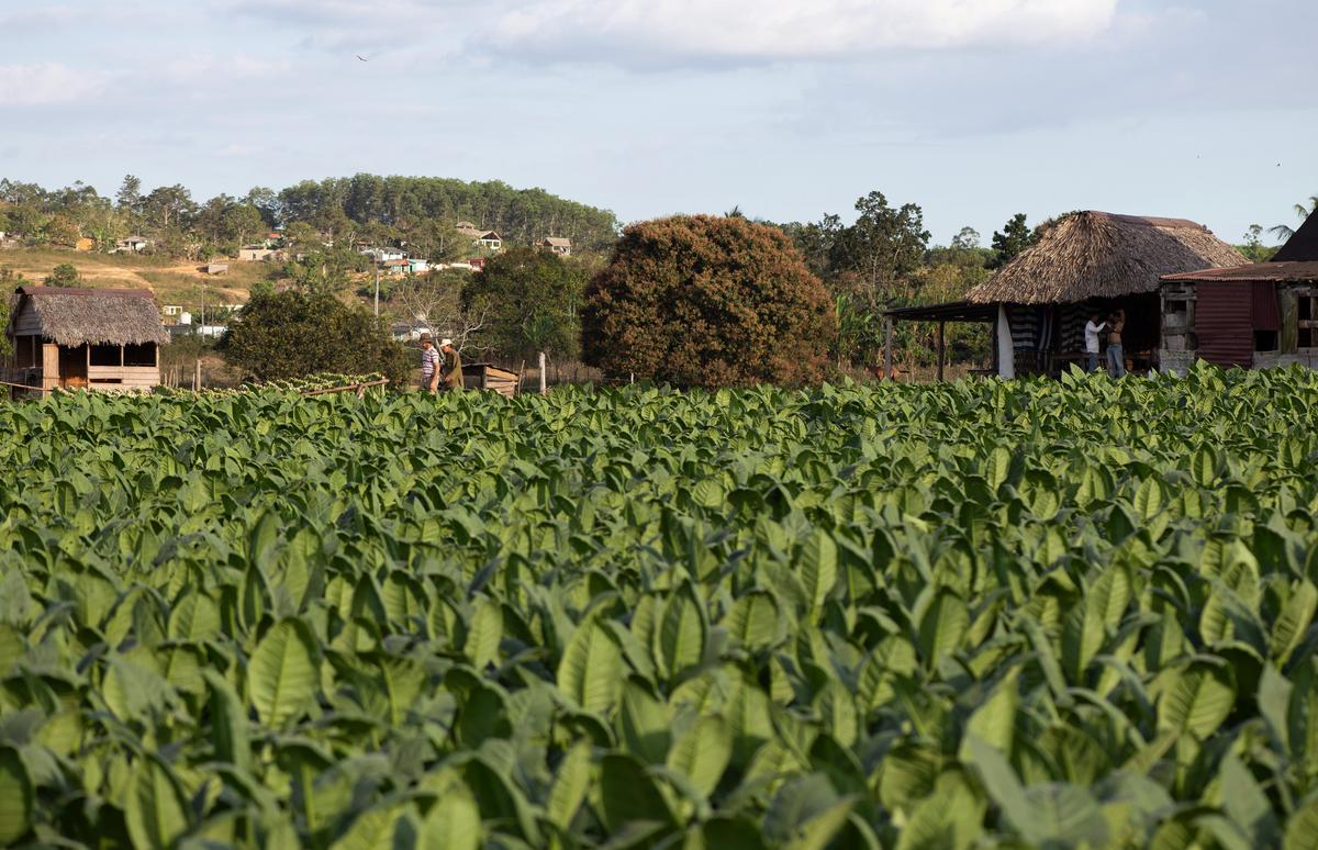 Nuevas promesas a los productores de tabaco