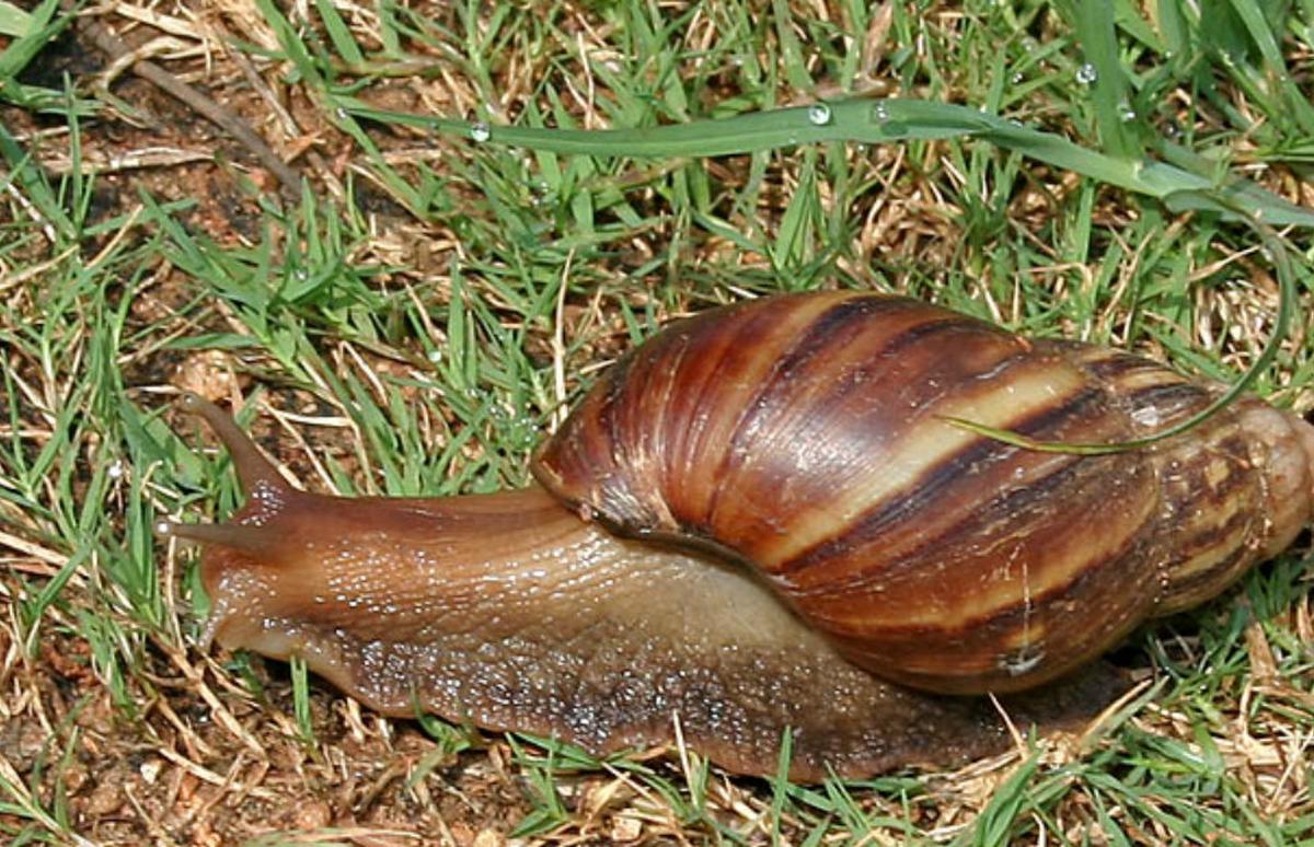 Caracol africano ‘sale a pasear’ en un círculo infantil con la llegada del huracán