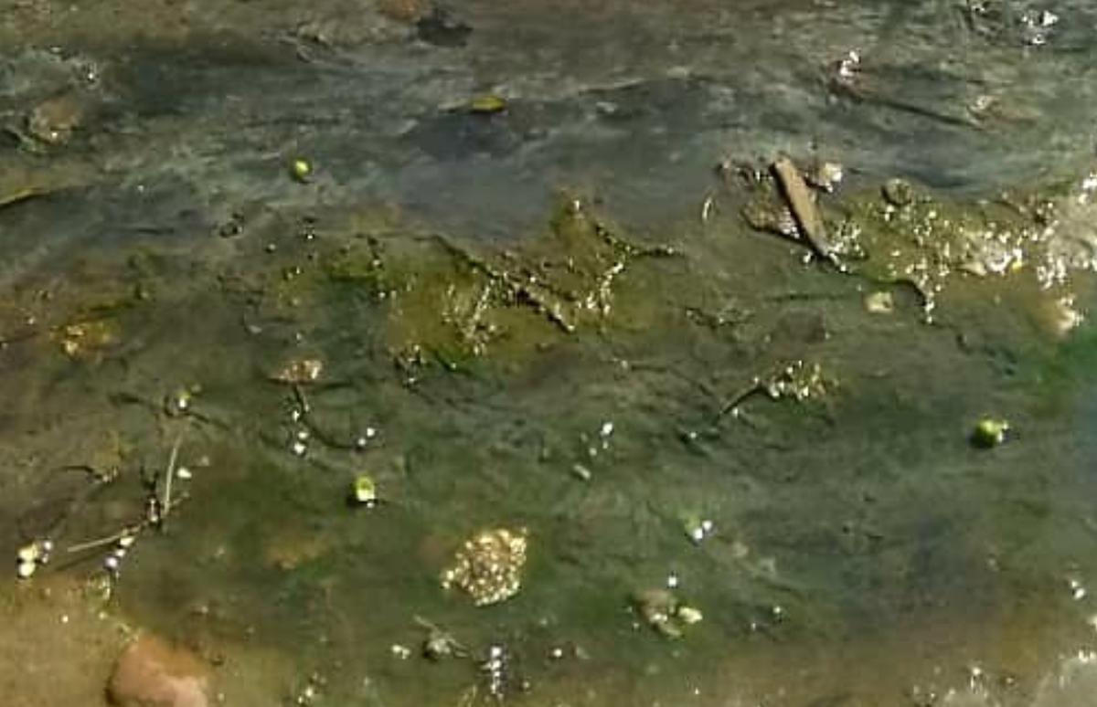 Tupiciones en registros de aguas alabañales afectan la vida de los residentes en el Fajardo