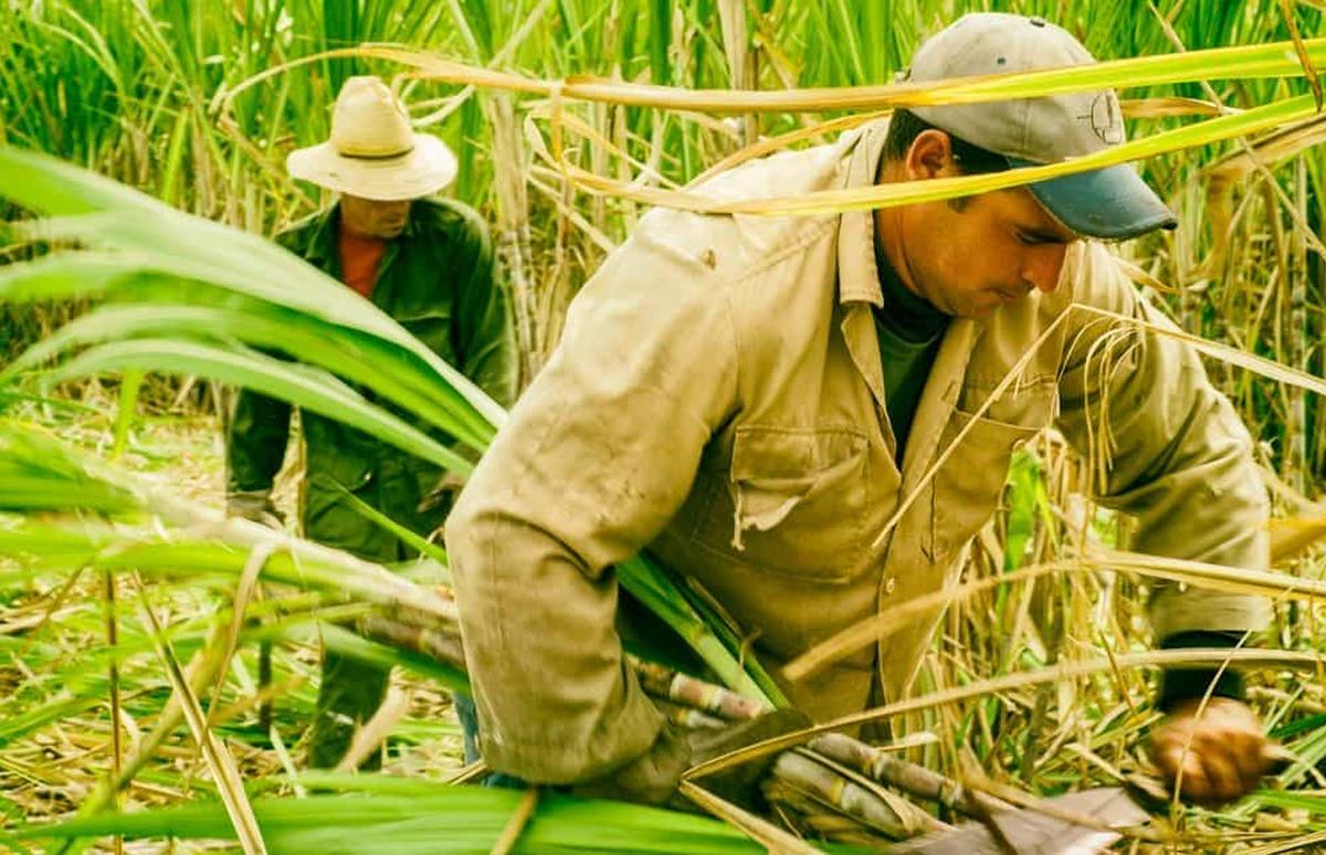 Se prepara inicio de zafra sin recursos y mala calidad de la caña
