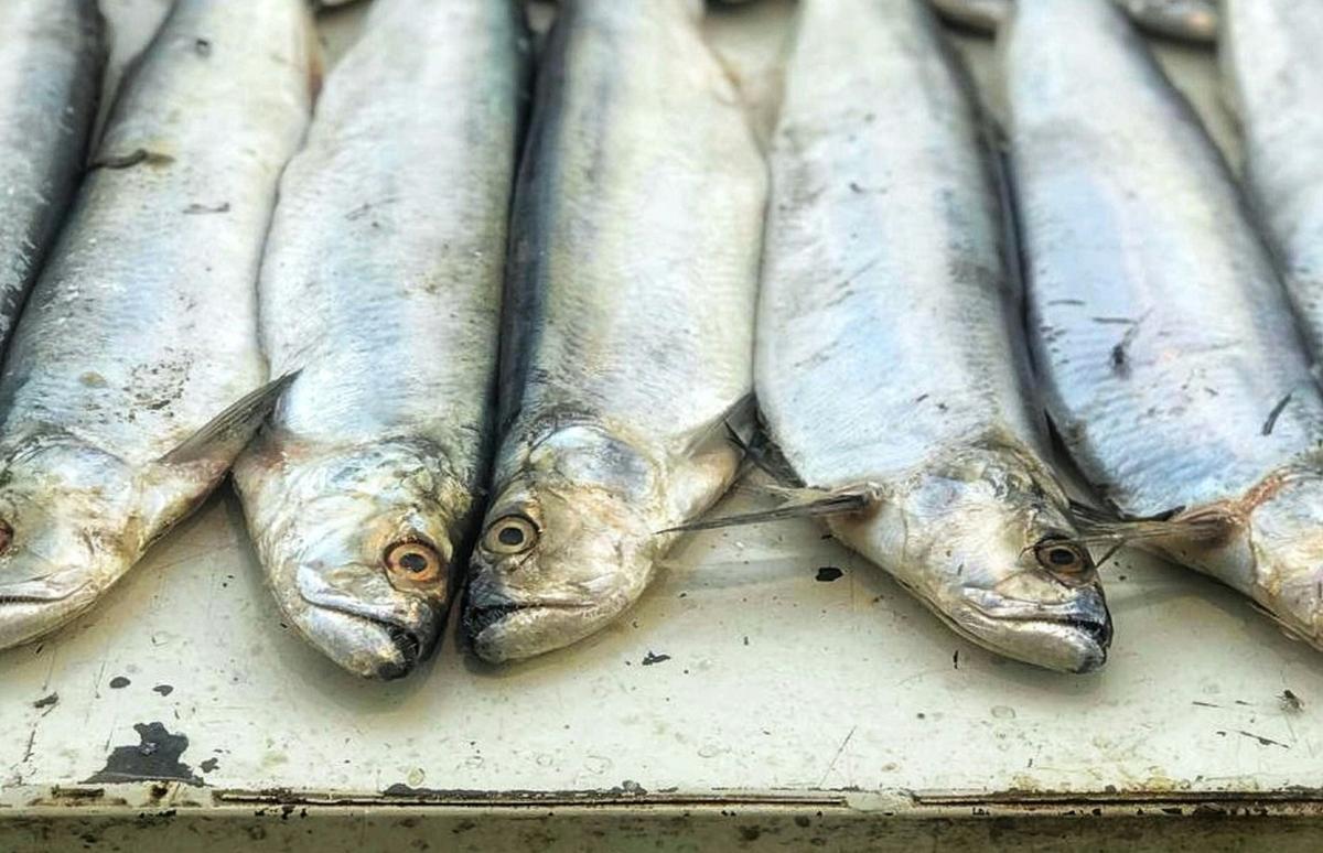 Pescadería de la Cadena Flogolfo se convierte en “el búcaro de la ciudad”