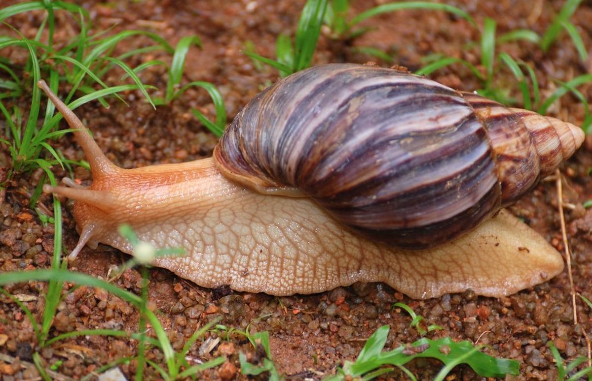 Despierta temor la reaparición del caracol africano en varias comunidades espirituanas
