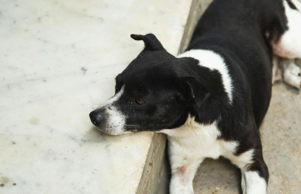 Los perros del Ciro Redondo han llegado para no irse