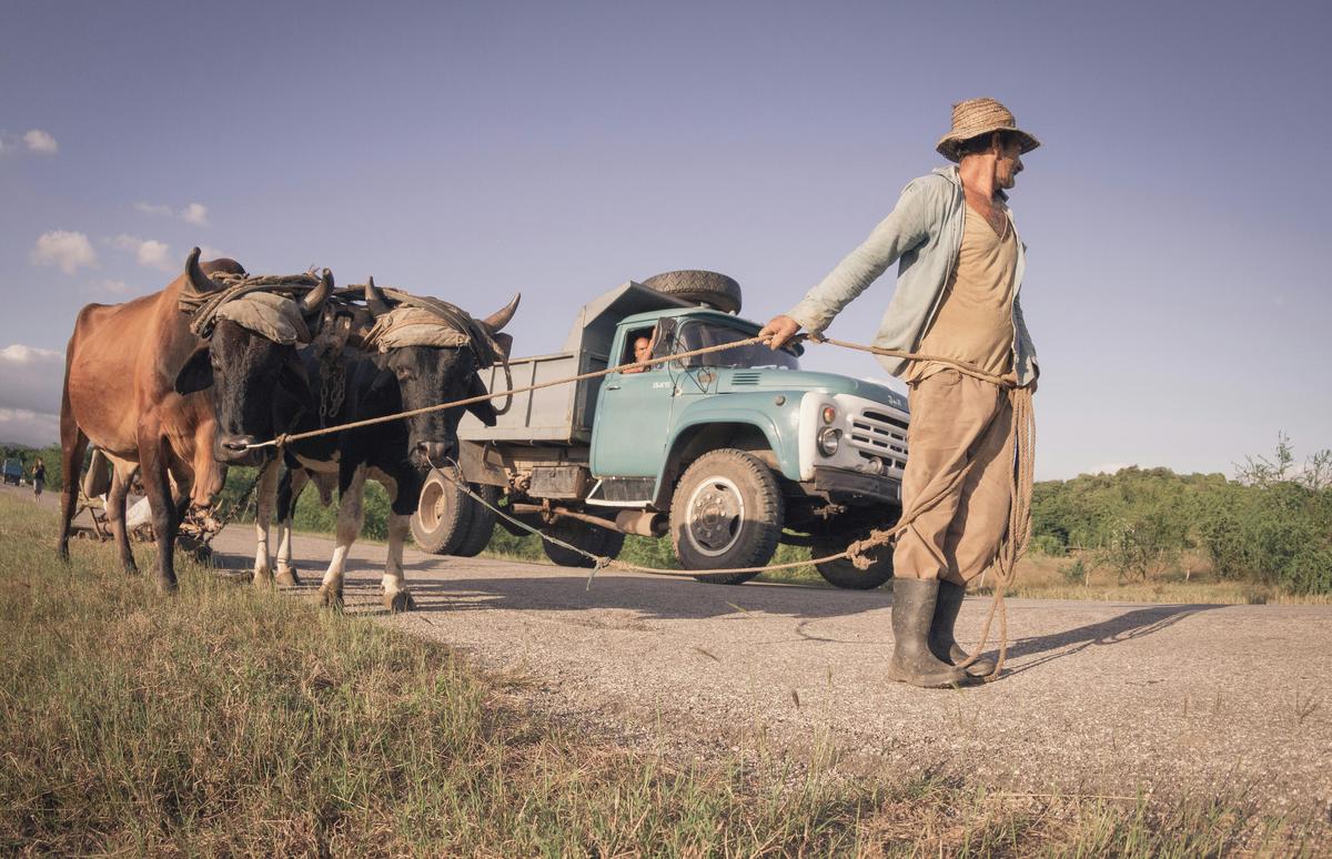 Vacas sueltas en las carreteras de la provincia simulan agentes de tránsito