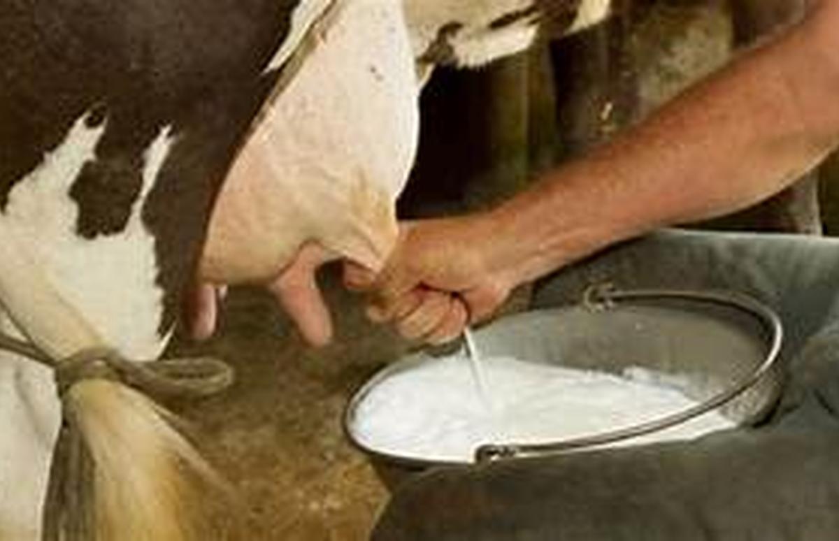 Ganaderos sin cobrar: Empresa Láctea aún no paga la leche entregada