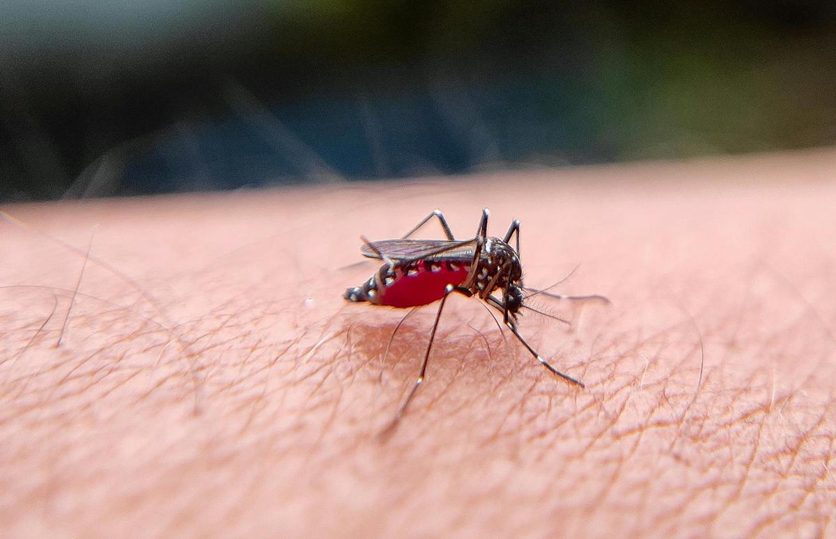 Dengue en Cuba, una encrucijada sin final