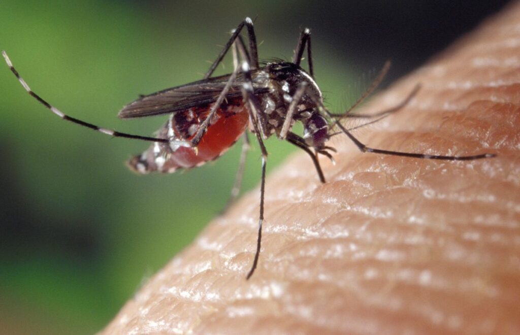 Preocupación por los casos de dengue en Santa Clara