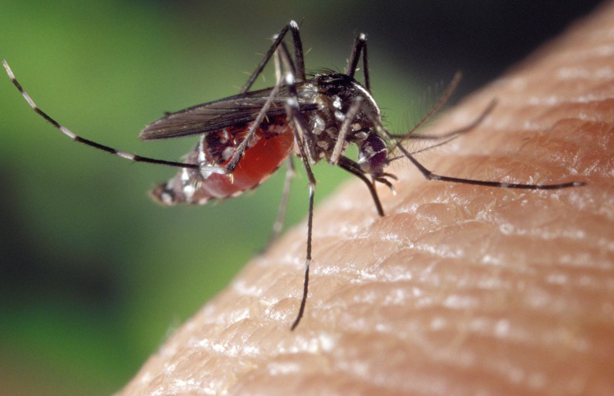 Preocupación por los casos de dengue en Santa Clara
