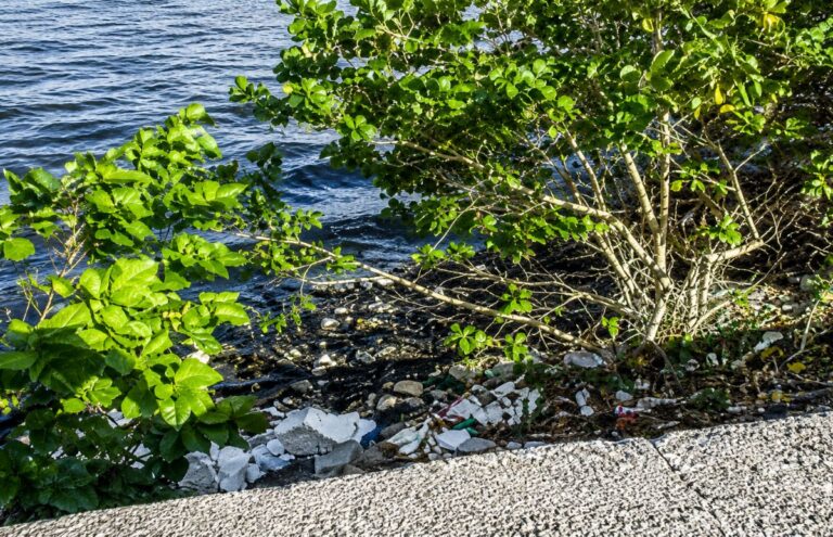 Bahía de La Habana: contaminación y abandono amenazan el ecosistema y la salud pública