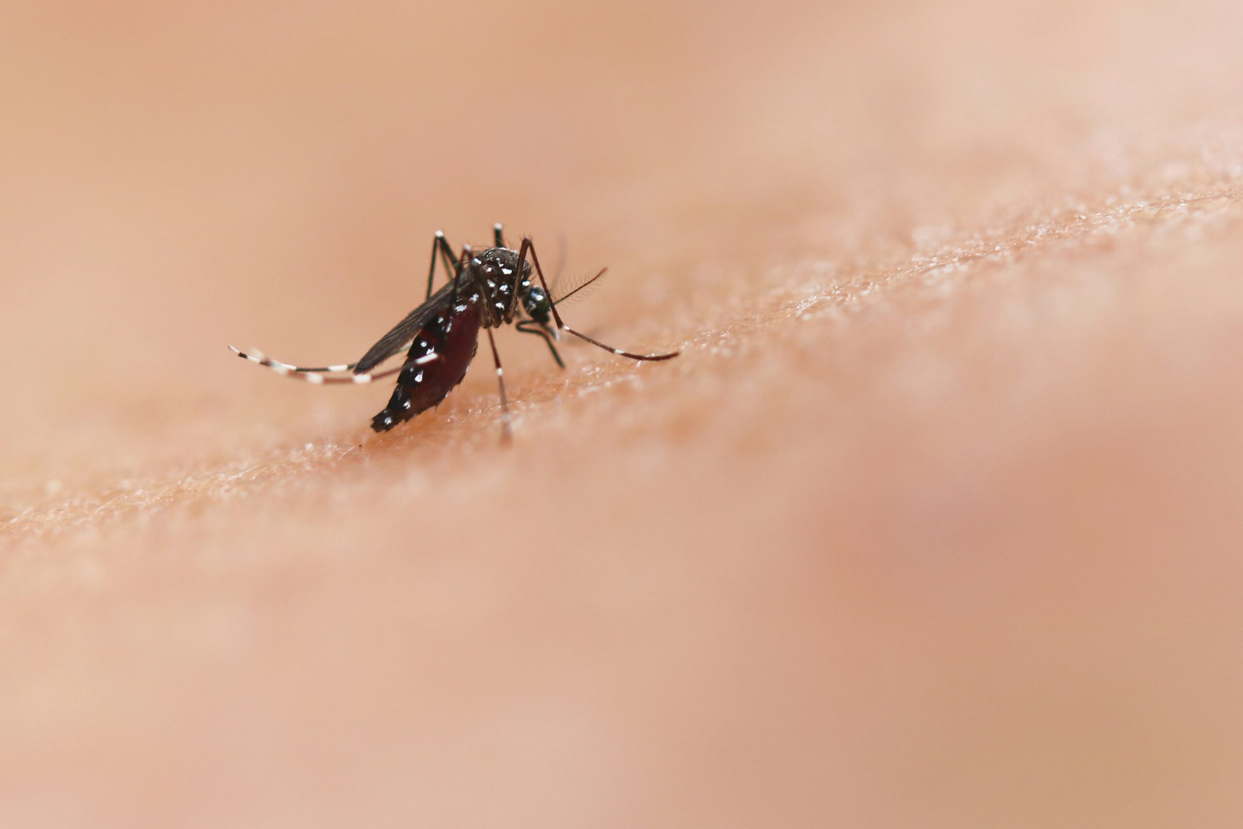 Nuevo brote de dengue y chikungunya afecta la capital provincial
